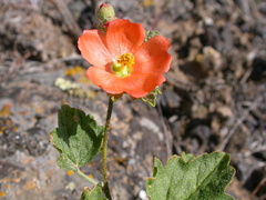 Sphaeralcea munroana