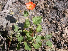 Sphaeralcea munroana