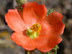 Sphaeralcea munroana