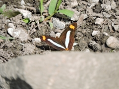 Adelpha iphicleola