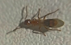 Dolichoderus lutosus