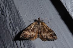Hydriomena deltoidata