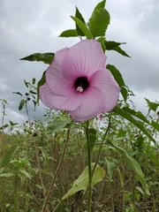 Hibiscus striatus lambertianus