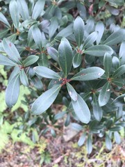 Litsea rotundifolia
