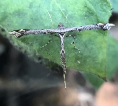 Anstenoptilia marmarodactyla