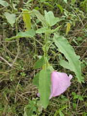 Hibiscus striatus lambertianus