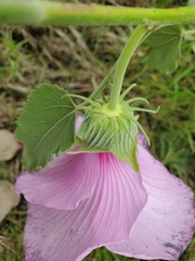Hibiscus striatus lambertianus