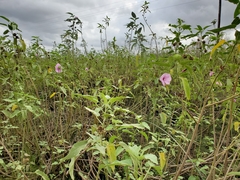 Hibiscus striatus lambertianus
