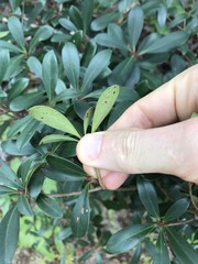 Litsea rotundifolia