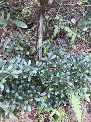Litsea rotundifolia