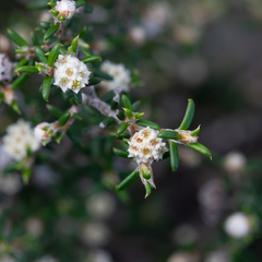 Spyridium eriocephalum