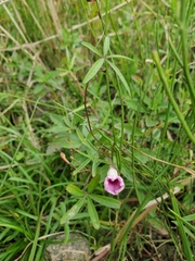 Ipomoea heptaphylla