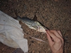 Pimelodus maculatus