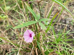 Ipomoea heptaphylla