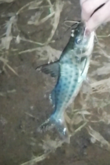 Pimelodus maculatus