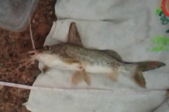 Pimelodus maculatus