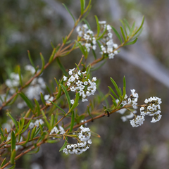 Logania linifolia