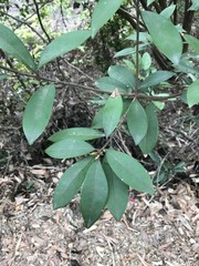 Litsea rotundifolia