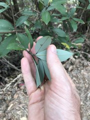 Litsea rotundifolia