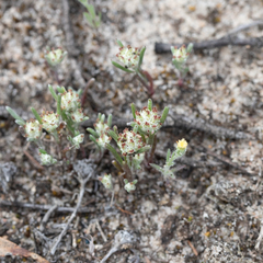 Blennospora drummondii