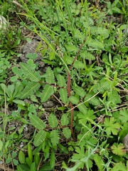 Mimosa asperata