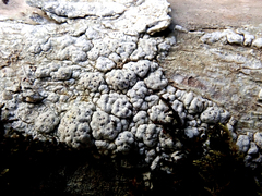 Pertusaria sorodes