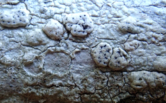 Pertusaria sorodes