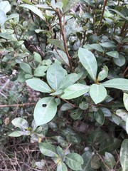 Litsea rotundifolia