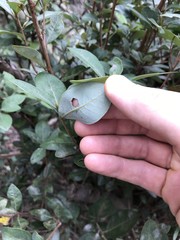 Litsea rotundifolia