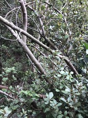 Litsea rotundifolia