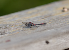 Leucorrhinia borealis