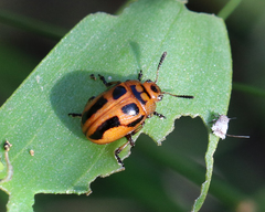 Calomela crassicornis