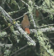 Syndactyla rufosuperciliata