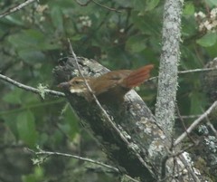 Syndactyla rufosuperciliata