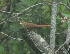Syndactyla rufosuperciliata
