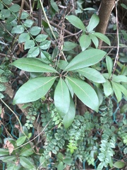 Litsea rotundifolia
