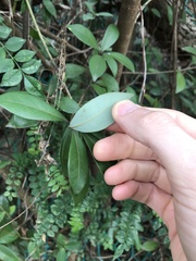 Litsea rotundifolia