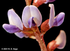 Glycyrrhiza astragalina