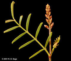 Glycyrrhiza astragalina