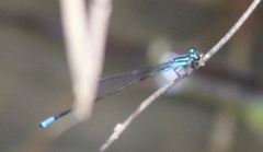 Acanthagrion trilobatum