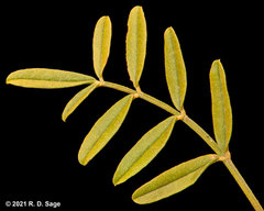 Glycyrrhiza astragalina