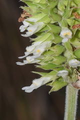 Salvia rzedowskii
