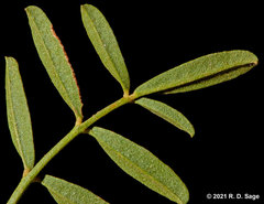 Glycyrrhiza astragalina