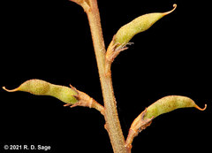 Glycyrrhiza astragalina