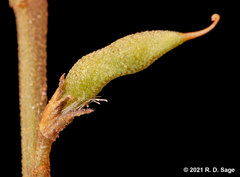 Glycyrrhiza astragalina