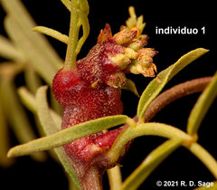 Glycyrrhiza astragalina