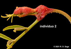 Glycyrrhiza astragalina