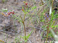 Glycyrrhiza astragalina