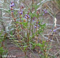 Glycyrrhiza astragalina