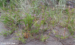 Glycyrrhiza astragalina